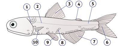 Anatomia lui Lampanyctodes hectoris 1. operculum (învelișul branhial) 2 &amp; 5. linia laterală 3. înotătoarea dorsală 4. înotătoarea grasă 6. înotătoarea caudală 7. înotătoarea anală 8. fotofori 9. înotătoarele pelvine pereche 10. înotătoarele pectorale (pereche)  