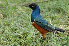 Tricolour Glossy Starling (Lamprotornis superbus) - Serengeti National Park, Tanzania