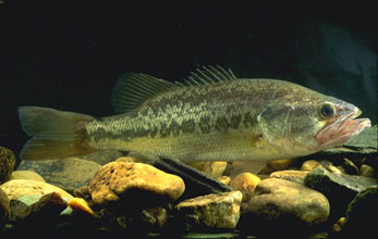 Largemouth Bass