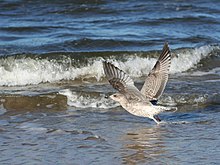 Herring Gull in juvenile plumage. The typical light field, which is formed by the bases of the inner hand wings, is well recognizable. In contrast to the Steppe Gull, the arm coverts are relatively uniformly coloured, the conspicuous transverse bands are absent.