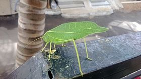 Katydid che assomiglia a una foglia