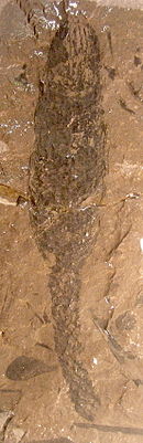 Strobilus (část nesoucí sporangia) rodu Lepidodendron  