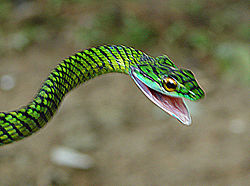 Serpent venimeux de la forêt tropicale : le serpent perroquet à peau noire