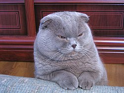 Liliac-coated Scottish Fold  