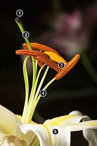 Репродуктивни части на великденската лилия (Lilium longiflorum). 1. Стигма, 2. Тичинка, 3. Тичинки, 4. Нишка, 5. Венчелистче  