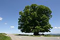 Linden tree by road