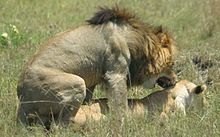 Kopulierende Lions in der Maasai Mara, Kenia