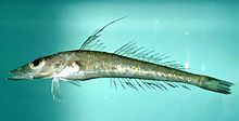 Perciformes