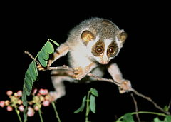 A loris