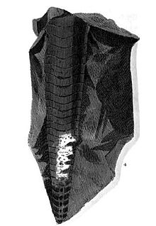 Fossil som William Martin hittade i Black Marble av en typ som man tidigare trodde var en krokodilsvans.