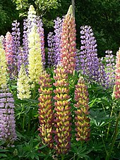 Lupin