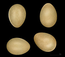 Luscinia megarhynchos