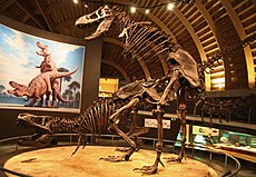 Esqueletos montados como si estuvieran en cópula: Museo del Jurásico de Asturias, España.  