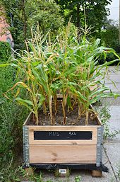 Urban gardening: Corn in Berlin-Schöneberg on the Red Island in August 2016