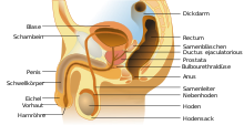 reproductive organs of the male