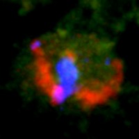 Meiosis