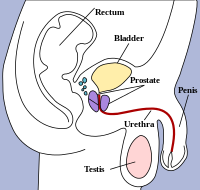 İnsan erkek üreme anatomisi ve çevresi.