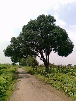 Mangopuu
