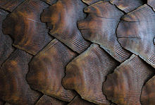 Single scales of the scale carapace