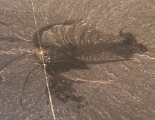 Ta primerek Marrella kaže, kako jasni in podrobni so fosili iz lagerstätte Burgess Shale.