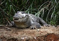 Krokodil Mugger