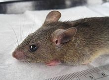 Mastomys natalensis , le réservoir naturel du virus de la fièvre de Lassa