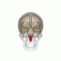 Die Medulla oblongata (in rot)