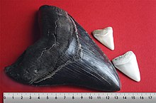 Megalodon-tand med två tänder av vithaj
