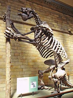 Megatherium NHM