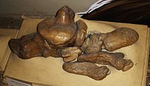 Right hind foot of Megatherium with the typical three rays