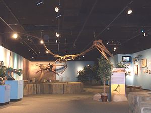 Lo scheletro di uno pterosauro in mostra all'Arizona Museum of Natural History di Mesa in Arizona