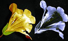 Imágenes de una flor de Mimulus en luz visible (izquierda) y luz ultravioleta (derecha) que muestran una guía de néctar oscura que es visible para las abejas pero no para los humanos.