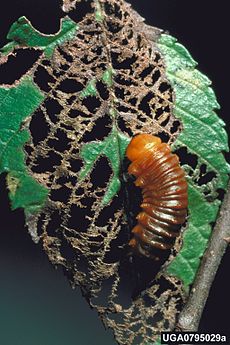 Monocesta coryli larva na jilmu americkém (Ulmus americana)