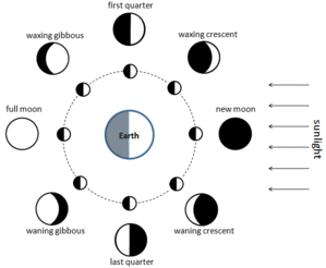 Diagramme des phases de la Lune : La Terre est au centre du diagramme et la Lune est représentée en orbite (cercle en pointillés). Le Soleil éclaire la moitié de la Lune et la Terre par le côté droit. La phase de la Lune est indiquée à côté de la position correspondante de la Lune dans son orbite autour de la Terre. La phase est celle de l'hémisphère nord de la Terre.