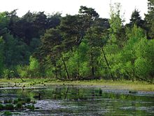 Moor in the Diersfordter Forest