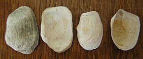 Convergent shell shapes in bivalves: Panopea and Mya live buried in the sediment
