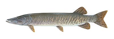 A Muskellunge