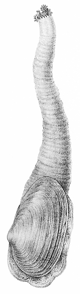 Bivalve