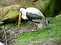 In many countries storks are thought to bring good luck.