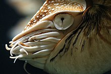 Perforated eye of a pearl boat, a primitive cephalopod