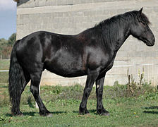 A Mérens horse