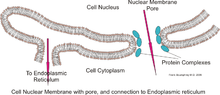 Dettaglio della struttura dell'involucro nucleare &nbsp; 