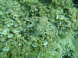 Octopus în camuflaj  