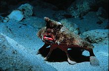 Sea bat (Ogcocephalus darwini)