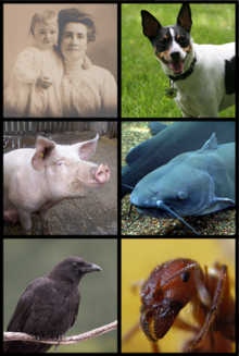 Beispiele von Allesfressern. Von links nach rechts: Mensch, Hund, Schwein, Wels, Krähe, Fleischameise