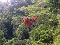 Wspinaczka orangutanów