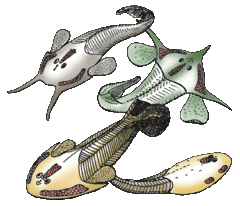 Ostrakodermy z grupy Osteostraci