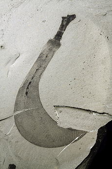 Ottoia , ένα σκουλήκι με μαλακό σώμα, άφθονο στο Burgess Shale