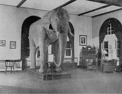 Jumbo på Tufts University omkring 1900  