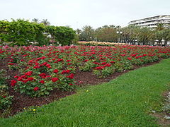 Rose garden in Cannes.